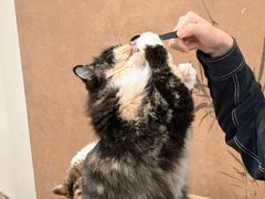 -楼上猫咖(罗湖店)