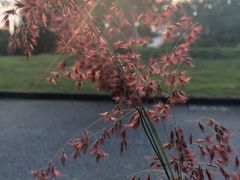 -南沙蒲洲花园