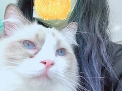 -猫在这儿猫咪咖啡馆·撸猫馆