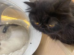 -喵园·猫主题咖啡厅·撸猫·猫咖(国贸店)