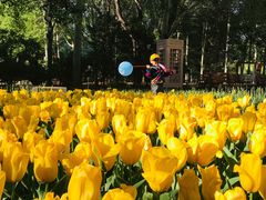 -朝阳公园游乐园