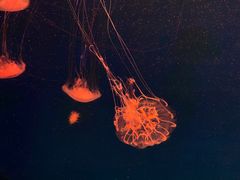-杭州长乔极地海洋公园