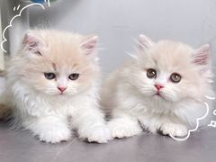 -lincat·猫舍(广州店)