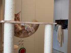 -瑞鹏宠物医院·宠保定点·心脏科·内科(御桥分院)