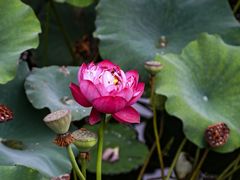 -禅宗少林·音乐大典