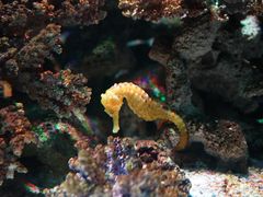 -暹罗海洋世界