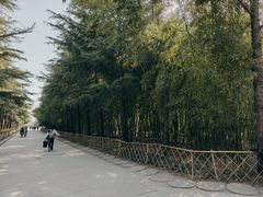 -洛阳白马寺