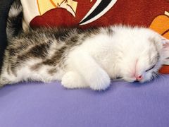 -唐小姐の猫狗洗护·购宠旗舰店(周浦万达店)