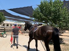 -北京群众马术培训基地