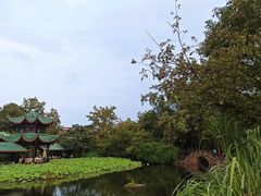 -桂湖森林公园