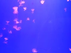 -多彩贵州城极地海洋世界