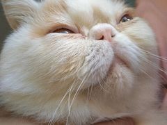 -Heymao猫咖.咖啡厅(东门店)