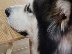 -李小姐の猫咖啡馆(五角场店)