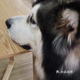 这家可以，猫咪的品种还挺多的