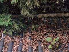 -鹅滋道(甘坑古镇店)