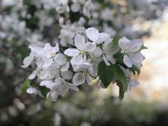 -海棠花溪(元大都城垣遗址公园)