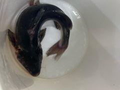 -滇香肴·云南菜蒸汽石锅鱼(云南北路店)