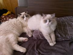 -佳怡动物医院·平价24小时·猫专科骨外科