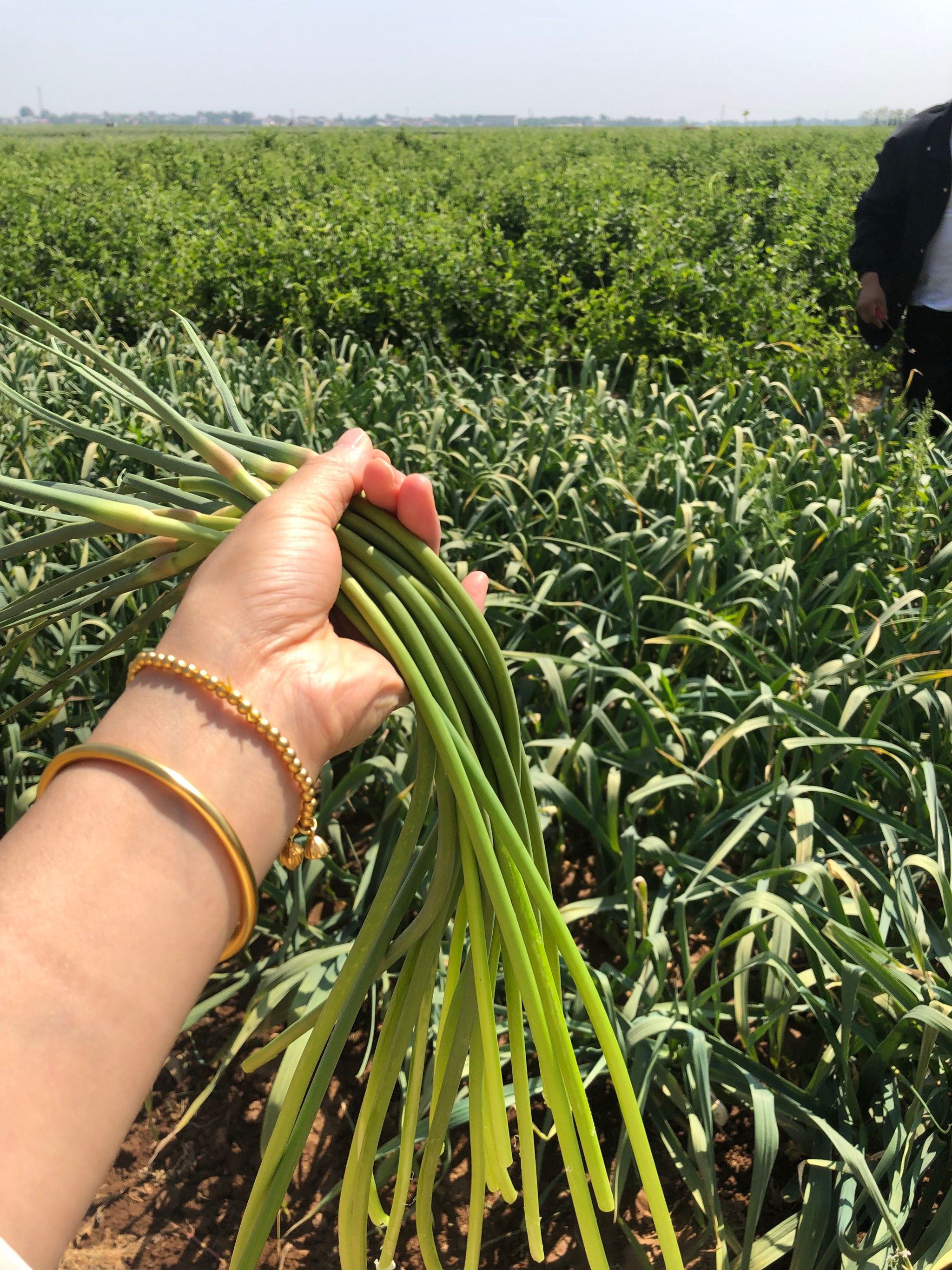 五一劳动节,回家帮妈妈拔蒜苔