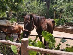 -海南热带野生动植物园