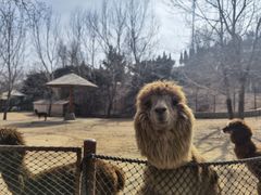 -大连森林动物园