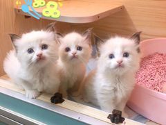-十年猫舍·猫咪专门店(普陀店)