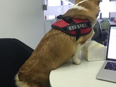 -佳雯宠物医院(金华南路分院)