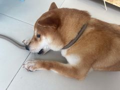 -怪兽屋·羊驼·猫咖·狗咖(俊华广场店)