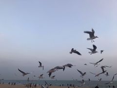 -古来思鱼饼