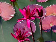 -国家植物园南园