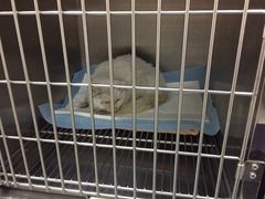 -仁华宠物医院(青羊店)