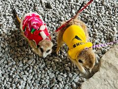 -J Create城市露营咖啡·简餐·宠物(上海动物园店)