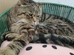 -喵园·猫主题咖啡厅·撸猫·猫咖(国贸店)