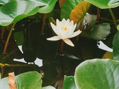 -莲湖公园