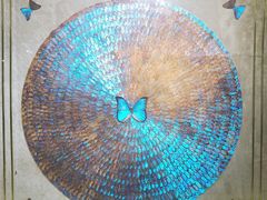 -上海昆虫博物馆