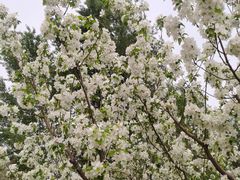 -野鸭湖国家湿地公园