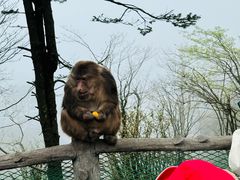 -峨眉山风景名胜区