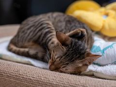 -瑞派动物医院·猫专科·至诚(江南中分院)