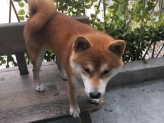 -柴犬高等学院·狗咖·柴犬售卖·宠物训练