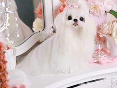 -萌宠之家·腊肠犬·马尔泰·小体犬舍