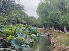 -八大山人梅湖景区