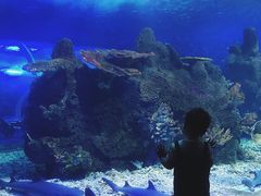 -江和美海洋公园