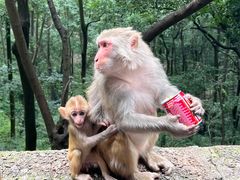 -黔灵山公园