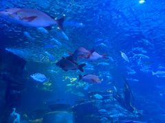 -太平洋海底世界