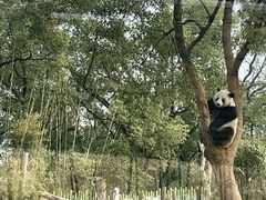 -武汉动物园