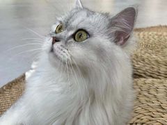 -Heymao猫咖.咖啡厅(东门店)