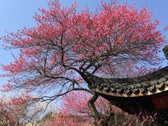 -杭州植物园