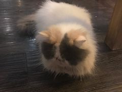 -吉丁鸟咖·异宠·寄养