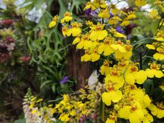 -北京植物园-展览温室