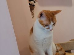 -猫咪派对(江南西店)